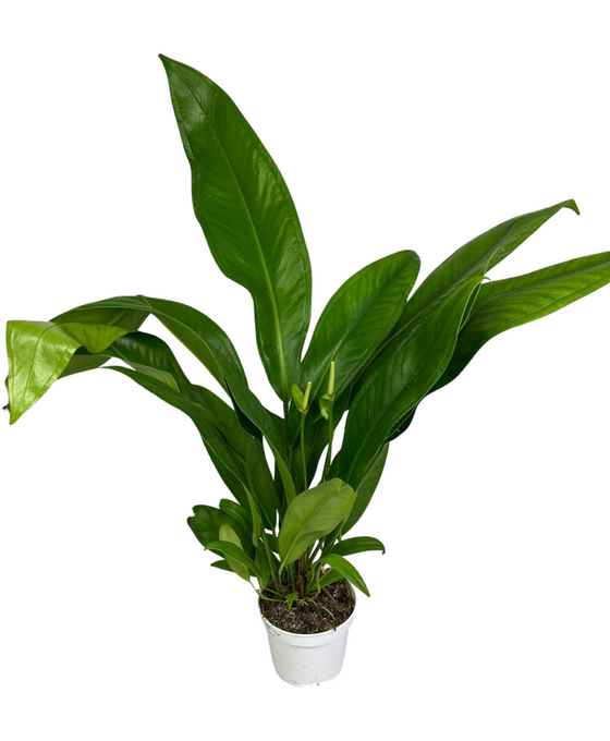 Anthurium bakeri Image 3