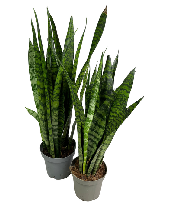 Sansevieria zeylanica Image 1