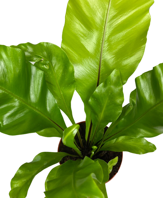 Asplenium nidus - Bird's nest fern Image 5