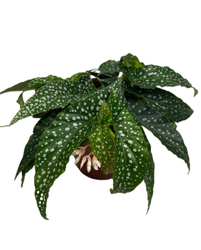 Begonia ‘Hot Spot’