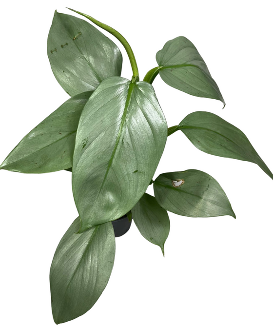 Philodendron hastatum 'Silver Sword' Image 2