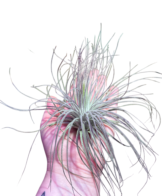 Tillandsia magnusiana Image 1