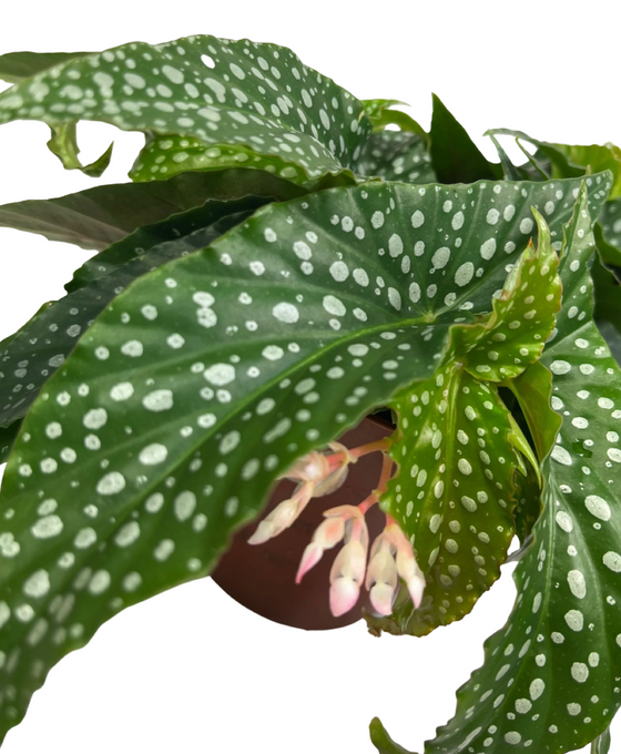 Begonia ‘Hot Spot’ Image 2