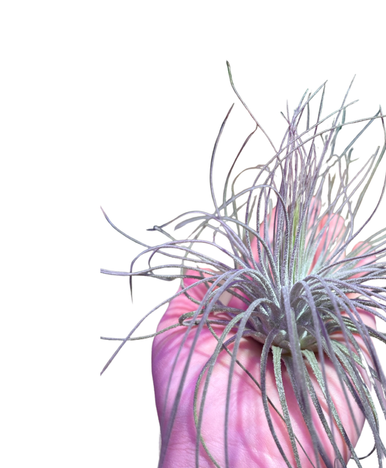 Tillandsia magnusiana Image 2