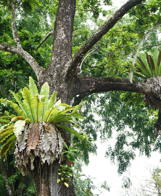 Asplenium nidus - Bird's nest fern Image 8