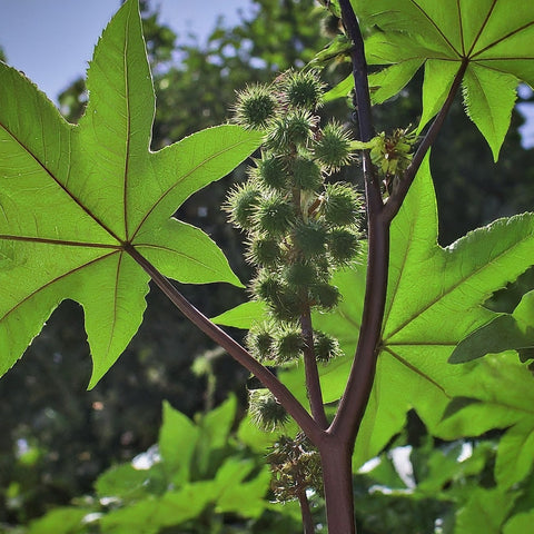 Ricinus communis plant in its natural setting, featuring its distinctive leaves and the spiky seed pods that contain the castor seeds.