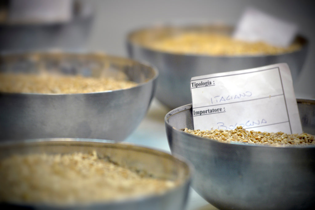 Wheat kernels of different varieties sitting in metal bowls