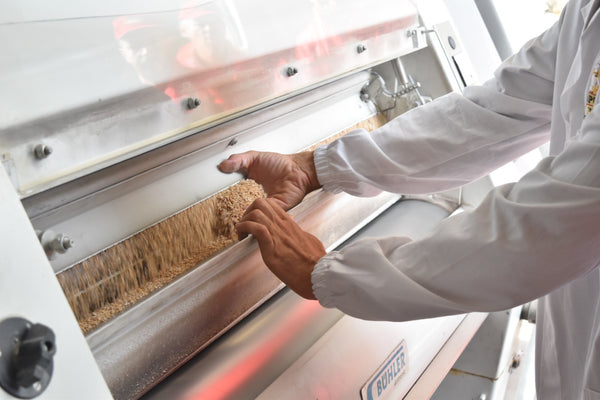 A person in the Caputo mill with their hand out to touch wheat as it goes through the wheat grinder