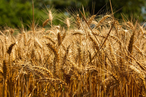 A field of wheat