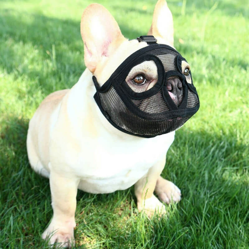 french bulldog muzzle