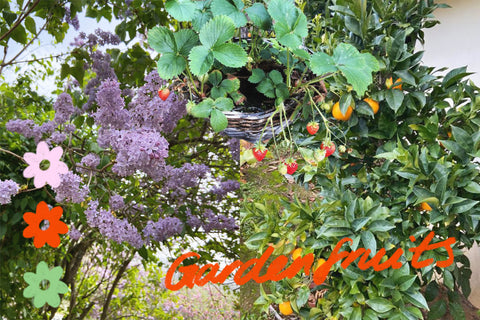 strawberry plant, oranges, garden harvest, lilac tree, independent gardens, secret gardens,