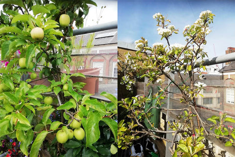 Golden delicious apples grow in the garden, with what they looked like as blossom for comparison