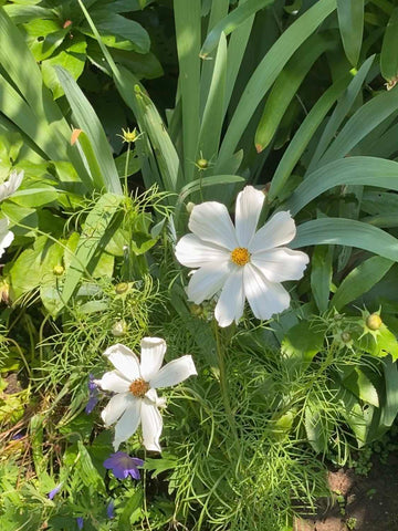 White cosmos growing in a garden border