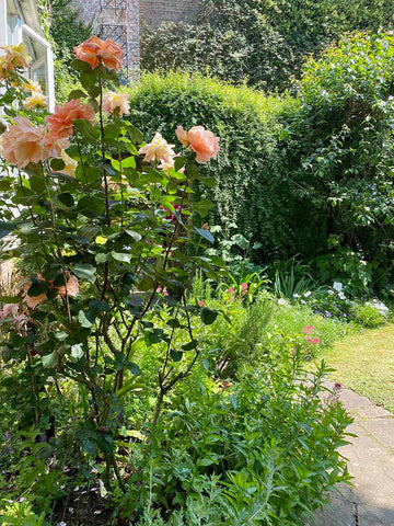 Roses in the garden of the Deanery