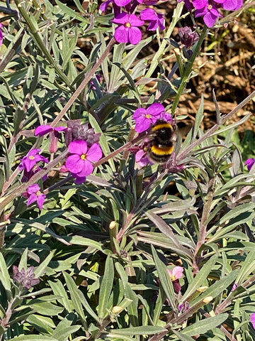 A honeybee enjoys the erisymum in the garden