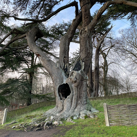 Blenheim palace oxfordshire, cedar of Lebanon tree featured in Harry Potter and the order of the phoenix