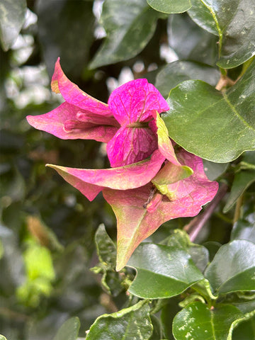 Bougainvillea grows in the garden in Brazil