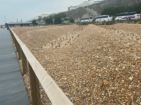 Brighton, English coast, beach, black rock, ecology trail, Kew Gardens, nature walks, 