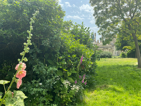 Brighton Pavilion, secret garden, botanical garden, foxglove