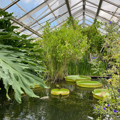 Cambridge university botanic garden, Gardens in the UK, Travel blog, glasshouse, water lily