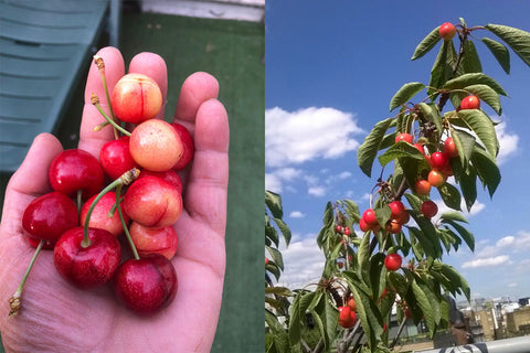 A cherry harvest and cherries growing on the cherry tree