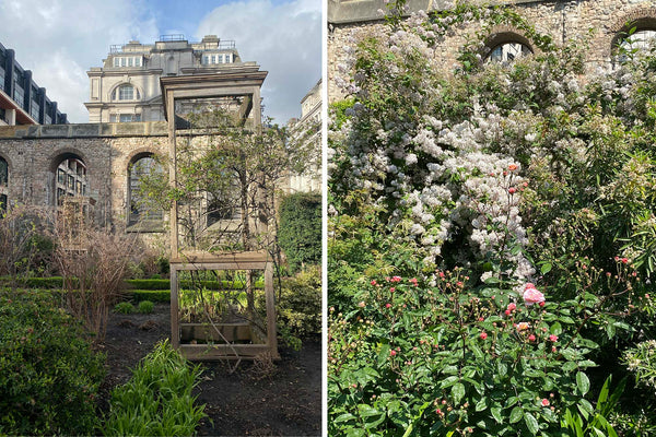 Christchurch Greyfriars Rose Garden, gardens to visit in summer in London