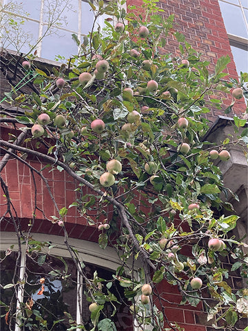 68 Dean Street, apple orchard, apple tree, soho London