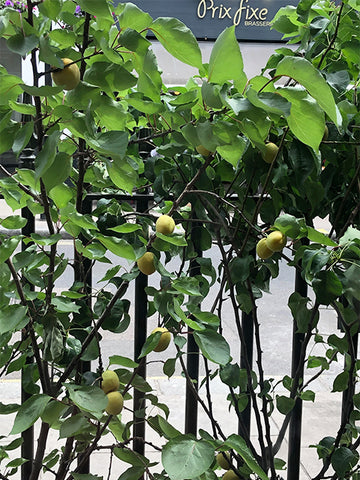 68 dean street, apricot tree, city gardening, soho London