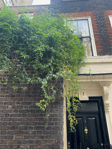 Meard Street, Soho London, passionflower passiflora plant