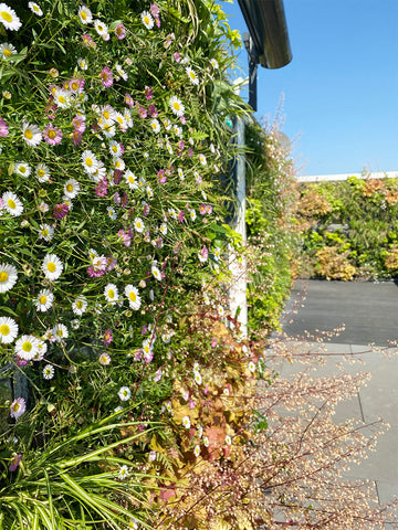 Erigeron growing on a green wall