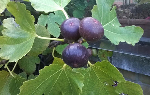 Figs growing on a tree in Cavit's garden