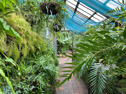 Glasgow Botanic gardens, kibble palace, explore scotland, secret gardens, river kelvin, travel blog, palm tree