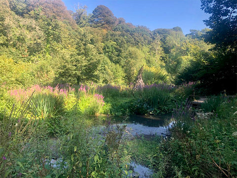 lost gardens of heligan, secret garden, cornwall