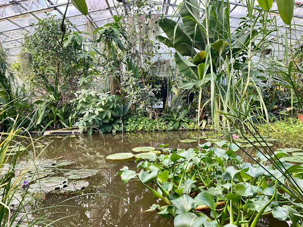 Oxford Botanic Garden waterlily house