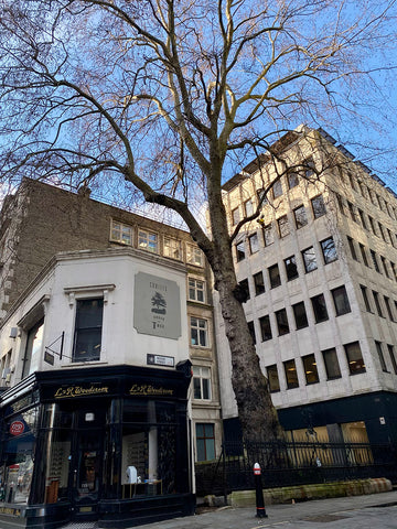 The Cheapside plane tree on wood street