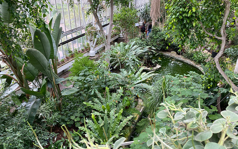 Inside the barbican conservatory, a view from above to see the pond and tropical plants