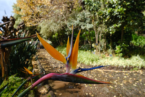 Madeira botanical garden, secret garden, travel blogger