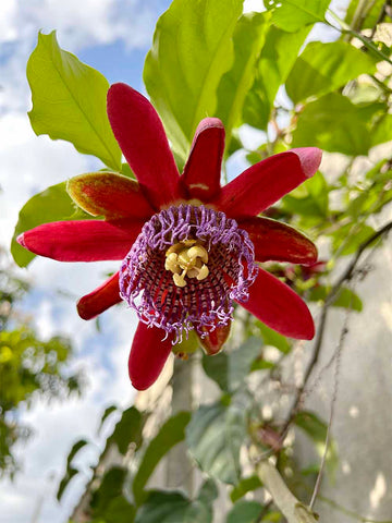 a bright red Passionflower in the garden