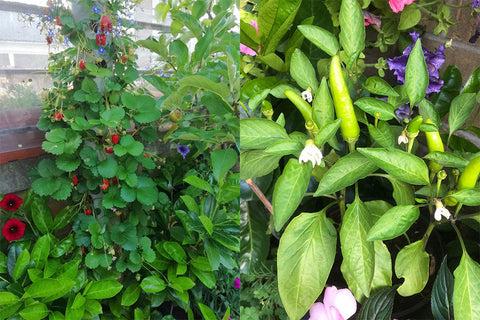 Strawberries growing In the garden and peppers 