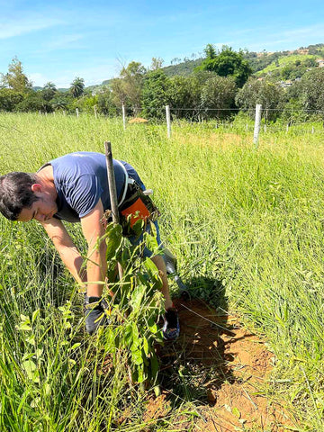 Joao plants a guava tree in the ground