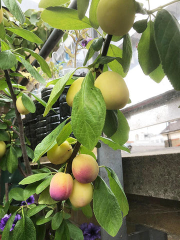 Plums grow on the tree