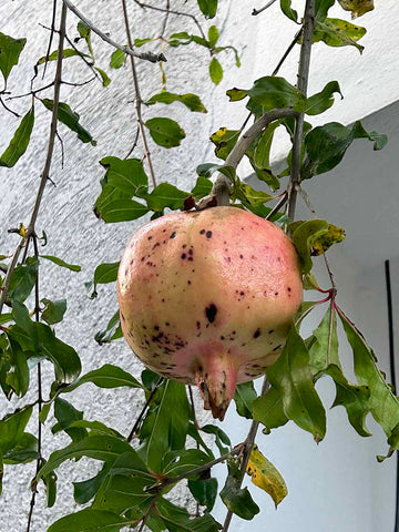 Pomegranate