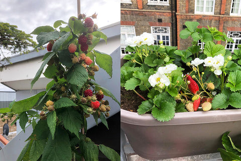 Raspberries and strawberries grow on the roof of this Soho garden