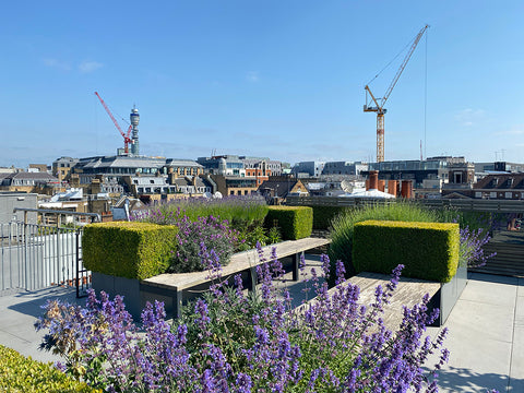 Shaftesbury rooftop