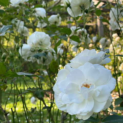 white rose, rose garden