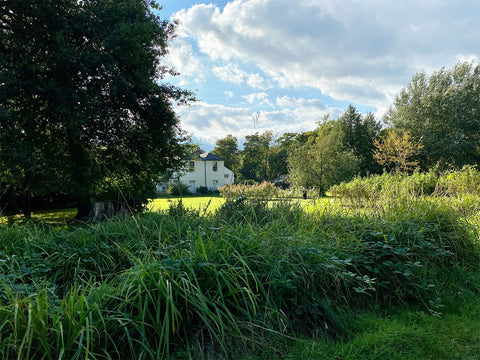 Morden hall park, national trust, rose garden, river wandle, things to do, london, merton, garden, secret garden, roses, gardening, park