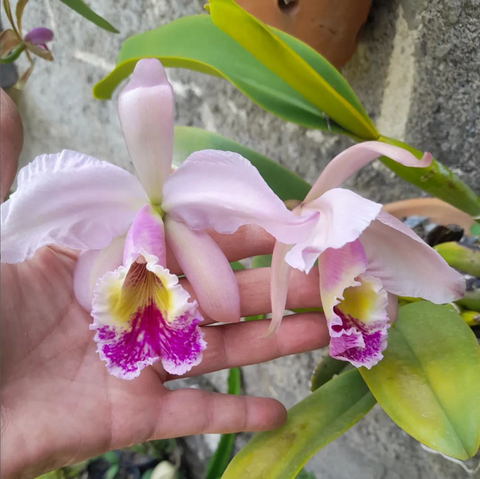 Cattleya labiata