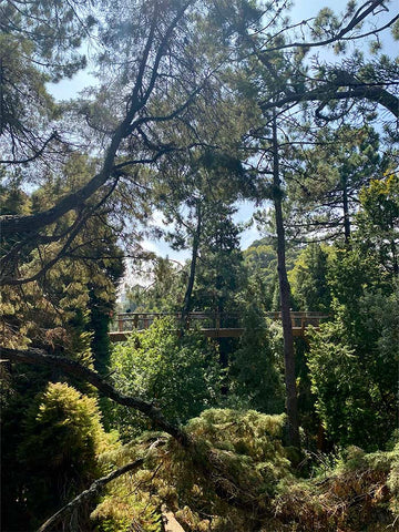 A view through the tree canopy at Serralves foundation, walking along the treetop walk