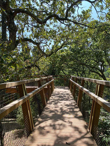 the wooden deck of the treetop walk, which leads visitors around the tree canopy in Serralves park