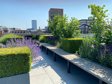 Shaftesbury rooftop garden flowers